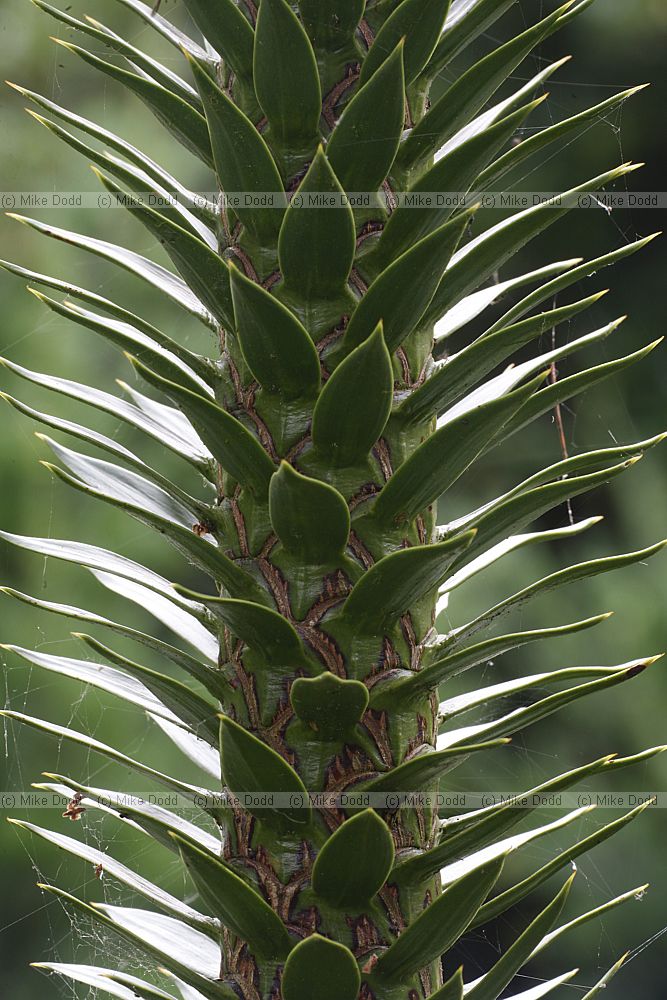Araucaria araucana Monkey Puzzle