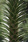 Araucaria araucana Monkey Puzzle