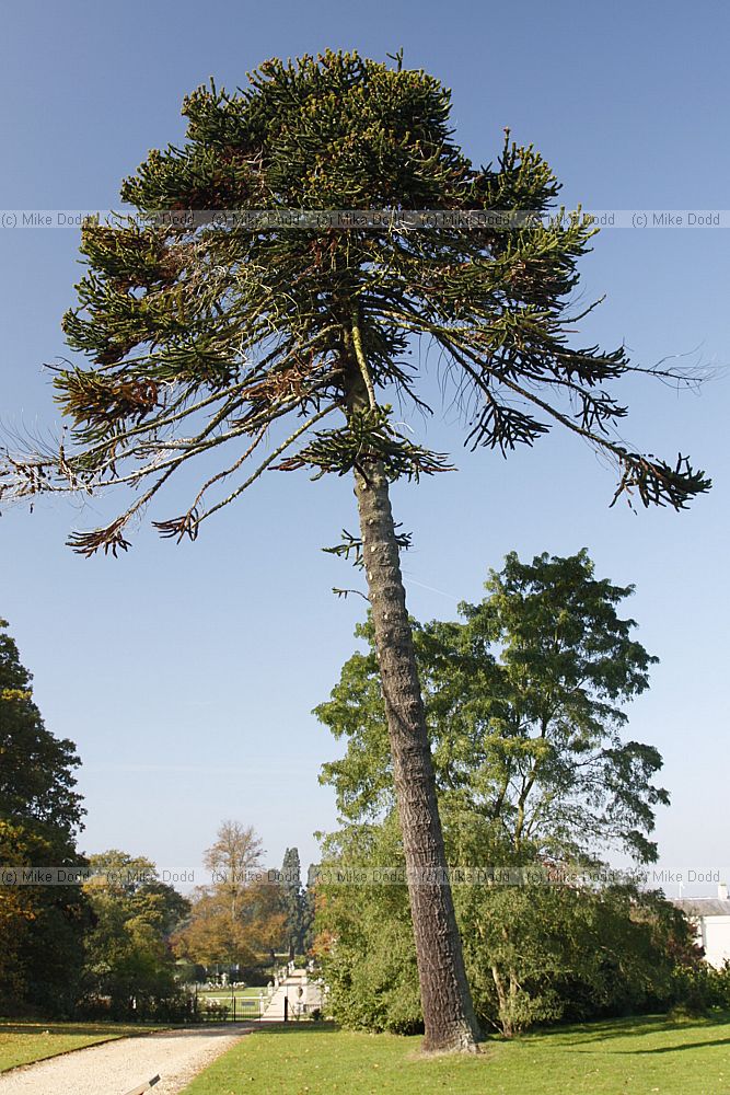 Araucaria araucana Monkey Puzzle