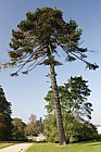 Araucaria araucana Monkey Puzzle
