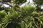 Araucaria heterophylla