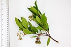 Arbutus undeo Strawberry Tree