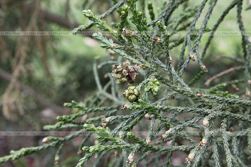 Athrotaxis laxifolia