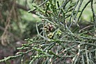 Athrotaxis laxifolia