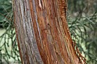 Athrotaxis laxifolia