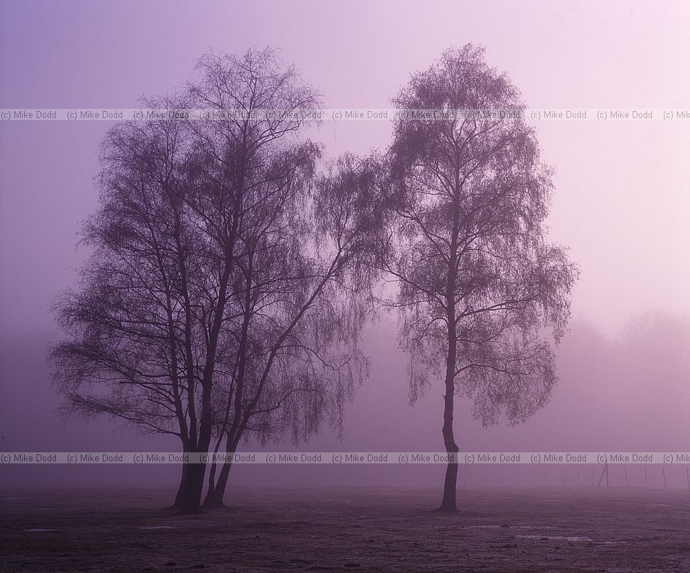 Birch trees in morning mist New Forest