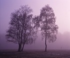 Birch trees in morning mist New Forest