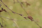 Betula albosinensis