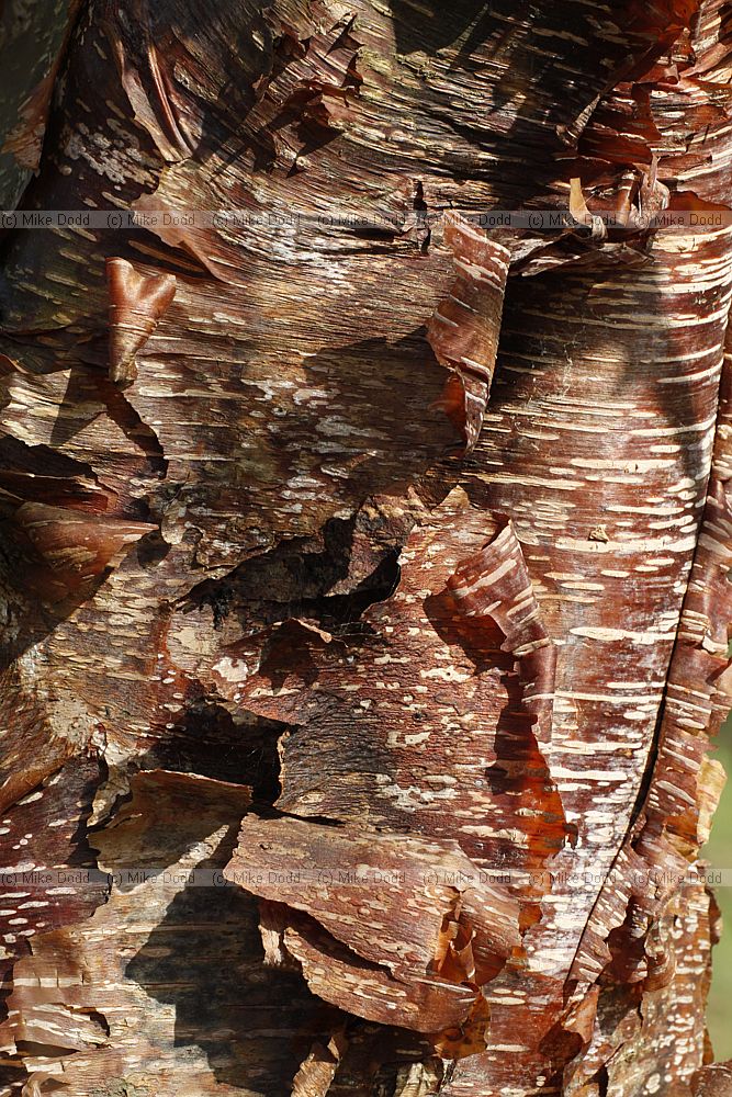 Betula albosinensis