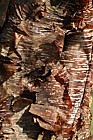 Betula albosinensis