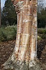 Betula albosinensis 'Red Panda'