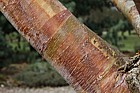 Betula albosinensis 'Red Panda'