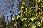 Betula alnoides ssp liminifera