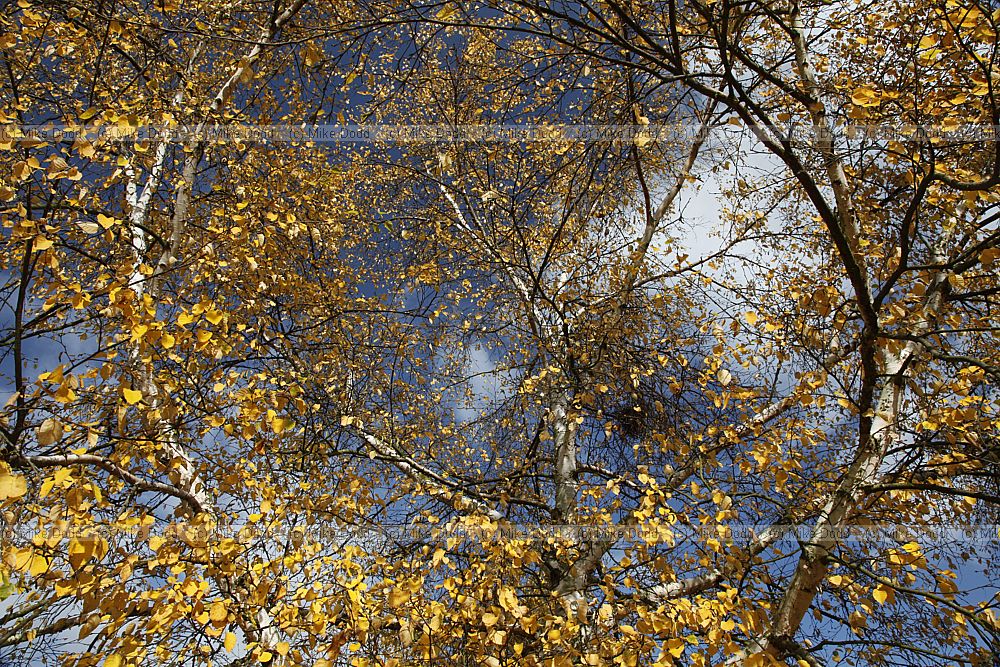 Betula coerulea-grandis
