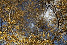 Betula coerulea-grandis