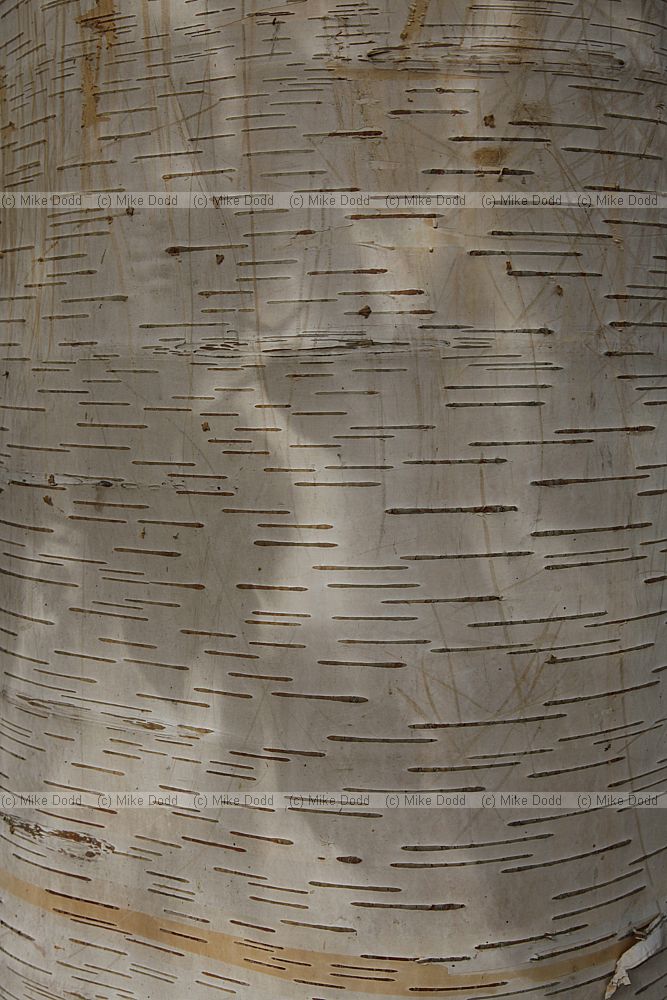 Betula coerulea-grandis