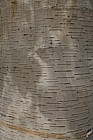 Betula coerulea-grandis