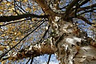 Betula coerulea-grandis