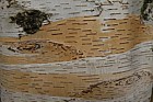 Betula coerulea-grandis