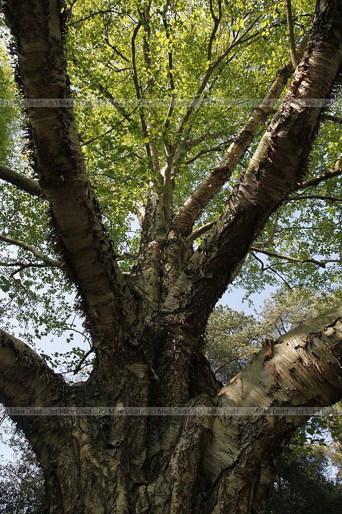 Betula ermanii