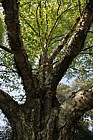 Betula ermanii