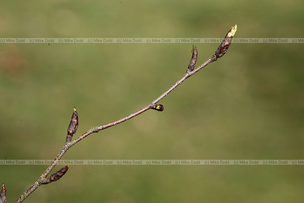Betula ermanii Russian Rock Birch