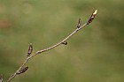 Betula ermanii Russian Rock Birch