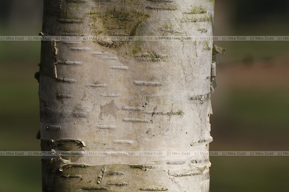 Betula ermanii Russian Rock Birch