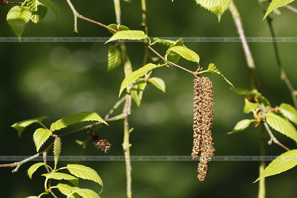 Betula ermanii var ermanii Stone birch