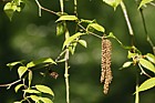 Betula ermanii var ermanii Stone birch