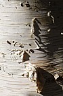 Betula ermanii x pubescens