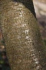Betula lenta