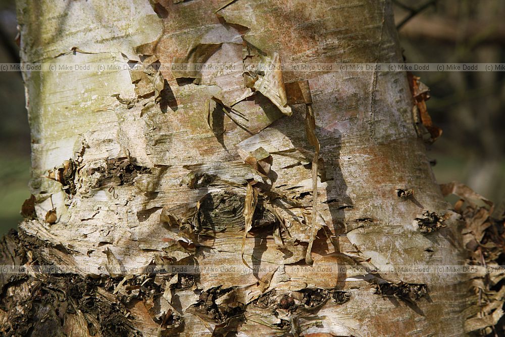 Betula mandshurica
