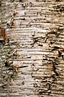 Betula maximowicziana Monarch birch