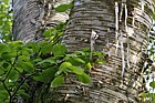 Betula maximowicziana Monarch birch