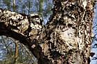 Betula nigra