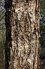 Betula nigra