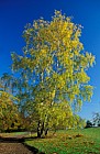 Betula pendula Silver Birch