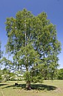Betula pendula Silver Birch
