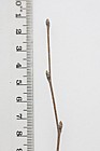 Betula pendula Silver Birch