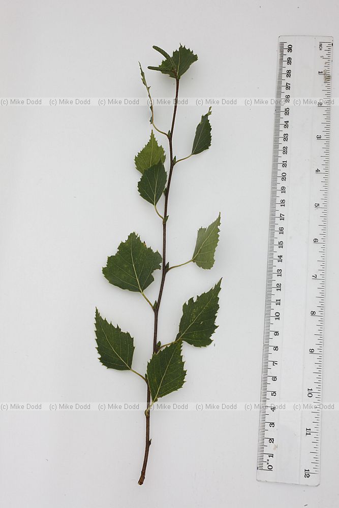 Betula pendula Silver Birch