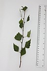 Betula pendula Silver Birch