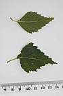 Betula pendula Silver Birch