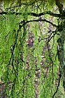 Betula pendula 'Youngii' Young's weeping birch