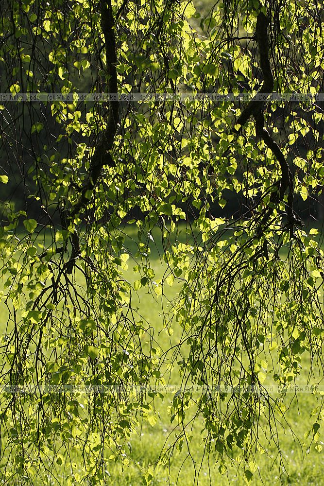 Betula pendula 'Youngii' Young's weeping birch