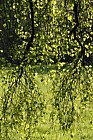Betula pendula 'Youngii' Young's weeping birch