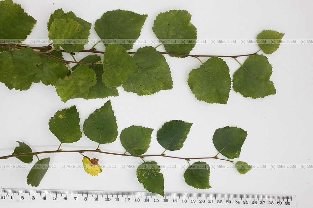 Betula pubescens Downy Birch