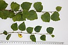 Betula pubescens Downy Birch