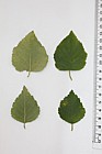 Betula pubescens Downy Birch