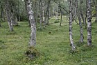 Betula pubescens Downy Birch